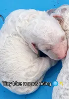 💙Lil' Bit o Blue 🔵, a male Poodle - Toy  for sale in Hillsdale, MI – 1 of 1