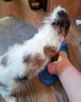 Blue eyed Doll🥰 choc. merle female , a female Cavapoo for sale in Hillsdale, MI – 5 of 9