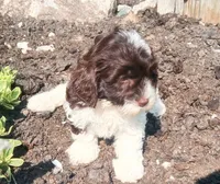💕💙 Mini Mocha kids dog, a female Cavapoo for sale in Hillsdale, MI – 3 of 5