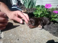 🐾💙Coco, a male Cavapoo for sale in Hillsdale, MI – 2 of 4