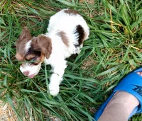 🥰 Tiny man 💙 with ICE Blue eyes , a male Cavapoo for sale in Hillsdale, MI – 1 of 7