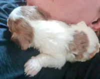 Cookies and cream 🍪 merle, a female Cavapoo for sale in Hillsdale, MI – 4 of 6