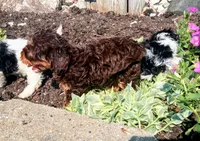 Hershey's dream girl , a female Cavapoo for sale in Hillsdale, MI – 6 of 7
