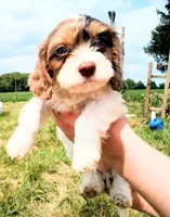 🥰 Tiny man 💙 with ICE Blue eyes , a male Cavapoo for sale in Hillsdale, MI – 4 of 7