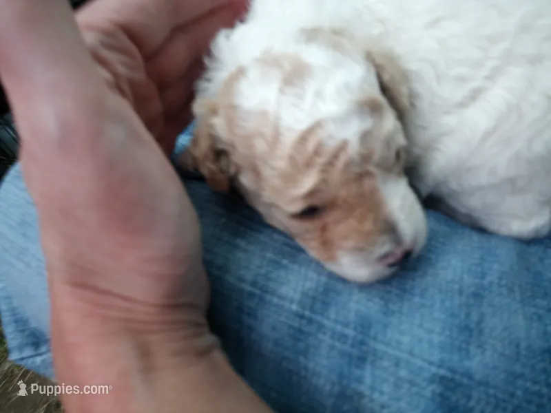 Tiny man  – Poodle - Toy  puppy for sale in Hillsdale, MI