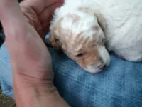 Tiny man , a male Poodle - Toy  for sale in Hillsdale, MI – 1 of 6