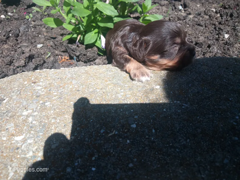 🐾💙Coco – Cavapoo puppy for sale in Hillsdale, MI