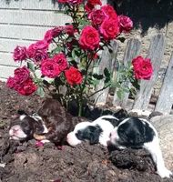 Hershey's dream girl , a female Cavapoo for sale in Hillsdale, MI – 3 of 3