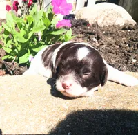 💕💙 Mini Mocha fcavapoo, a male Cavapoo for sale in Hillsdale, MI – 6 of 8