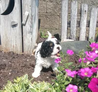 💕💙 Mini Mocha future cavapoo, a  Cavapoo for sale in Hillsdale, MI – 7 of 10