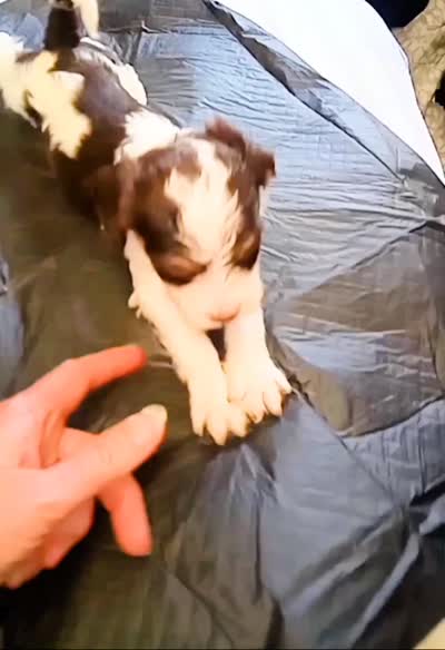 Lil' Hershey's kiss , a male Cavapoo for sale in Hillsdale, MI – 4 of 4