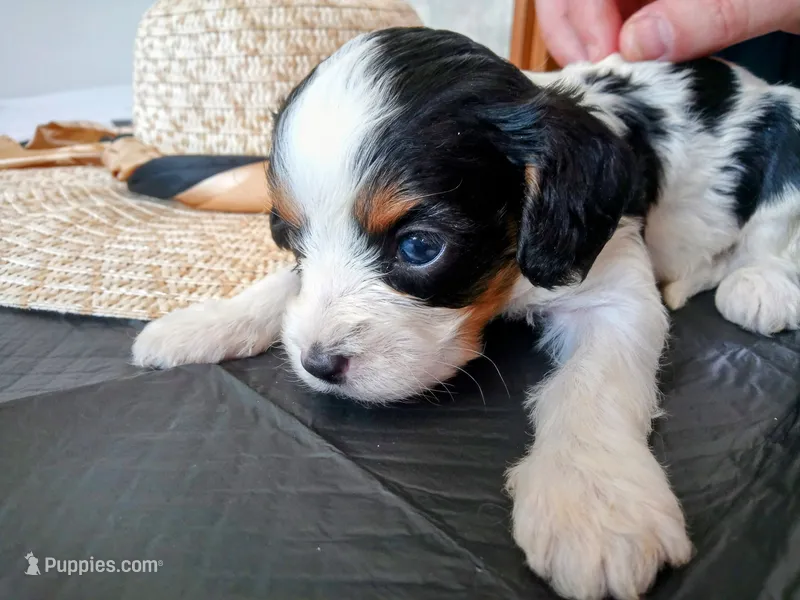 💙Tiny man – Cavapoo puppy for sale in Hillsdale, MI