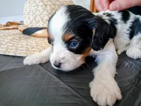 💙Tiny Tim (tiny man), a male Cavapoo for sale in Hillsdale, MI – 1 of 9