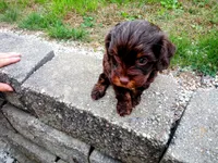 💕💙 little tike Chocolate cavapoo , a male Cavapoo for sale in Hillsdale, MI – 6 of 7