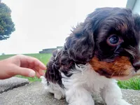 💖🤎💙 Chocolate cavapoo!! , a male Cavapoo for sale in Hillsdale, MI – 2 of 6