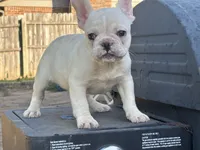 Jack, a male French Bulldog for sale in Yukon, OK – 3 of 3