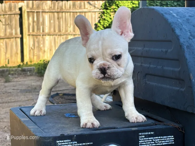 Jack – French Bulldog puppy for sale in Yukon, OK