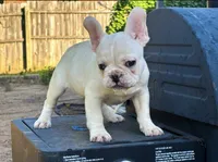 Jack, a male French Bulldog for sale in Yukon, OK – 1 of 3