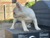 Jack, a male French Bulldog for sale in Yukon, OK – 2 of 3