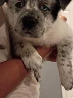 Glacier, a male Australian Cattle Dog and Great Pyrenees for sale in Chesapeake, VA – Photo 1 of 3