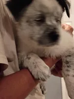 Glacier, a male Australian Cattle Dog and Great Pyrenees for sale in Chesapeake, VA – Photo 3 of 3