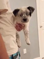 Glacier, a male Australian Cattle Dog and Great Pyrenees for sale in Chesapeake, VA – Photo 2 of 3