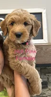 Hot Pink, a female Goldendoodle and Miniature Goldendoodle for sale in Lineville, AL – 2 of 2