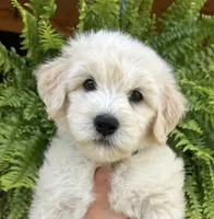 Teal, a female Goldendoodle and Miniature Goldendoodle for sale in Lineville, AL – 2 of 3