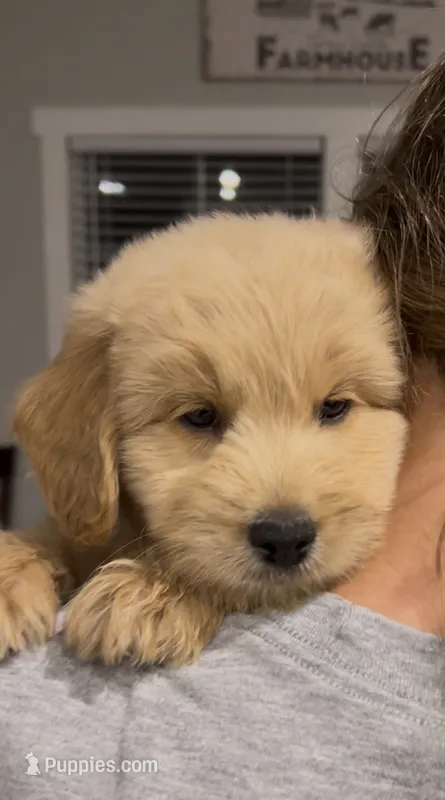 Yellow – Goldendoodle, Miniature Goldendoodle puppy for sale in Lineville, AL