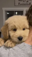 Yellow, a male Goldendoodle and Miniature Goldendoodle for sale in Lineville, AL – 1 of 2