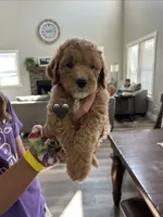 Black, a male Goldendoodle and Miniature Goldendoodle for sale in Lineville, AL – 1 of 1