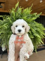 Red, a female Goldendoodle and Miniature Goldendoodle for sale in Lineville, AL – 3 of 3
