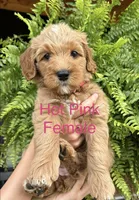 Hot Pink, a female Goldendoodle and Miniature Goldendoodle for sale in Lineville, AL – 1 of 2