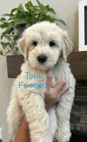 Teal, a female Goldendoodle and Miniature Goldendoodle for sale in Lineville, AL – 3 of 3