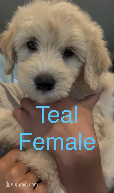 Teal – Goldendoodle, Miniature Goldendoodle puppy for sale in Lineville, AL