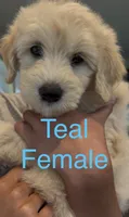 Teal, a female Goldendoodle and Miniature Goldendoodle for sale in Lineville, AL – 1 of 3