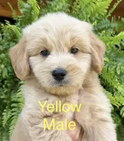 Yellow, a male Goldendoodle and Miniature Goldendoodle for sale in Lineville, AL – 2 of 2