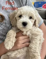 Red, a female Goldendoodle and Miniature Goldendoodle for sale in Lineville, AL – 2 of 3
