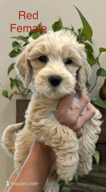Red – Goldendoodle, Miniature Goldendoodle puppy for sale in Lineville, AL