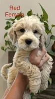 Red, a female Goldendoodle and Miniature Goldendoodle for sale in Lineville, AL – 1 of 3