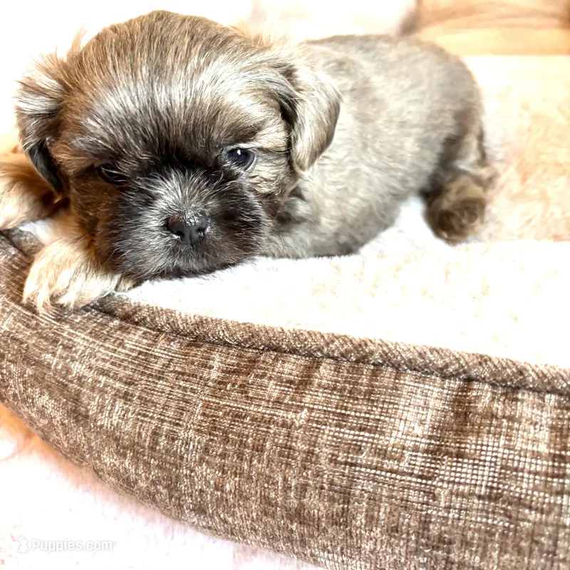 Milo – Shih Tzu puppy for sale in Downey, CA