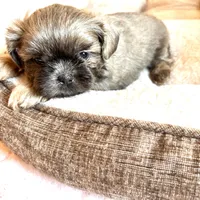 Milo, a male Shih Tzu for sale in Downey, CA – 1 of 3
