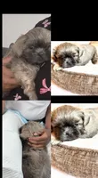 Milo, a male Shih Tzu for sale in Downey, CA – 2 of 3