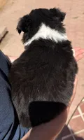 Doc Holiday - PB6, a male Border Collie for sale in Castle Rock, CO – 2 of 10