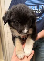 Wyatt Earp - PB4, a male Border Collie for sale in Castle Rock, CO – 1 of 10