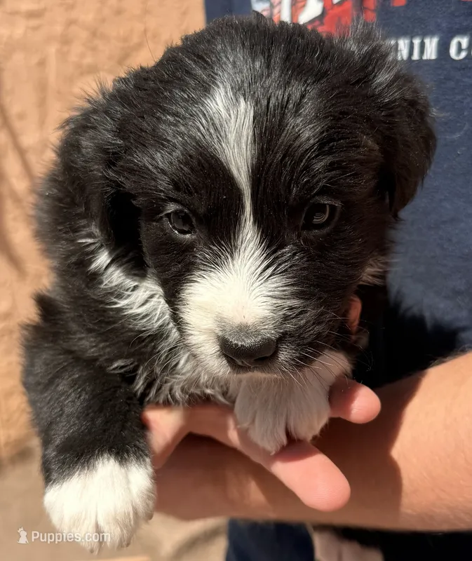 Hank Williams - PB5 – Border Collie puppy for sale in Castle Rock, CO