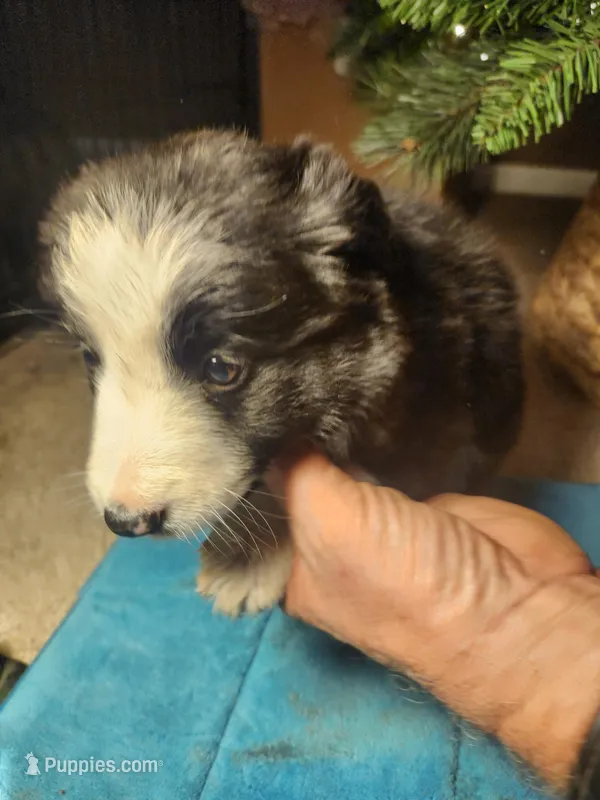 MG5 – Border Collie puppy for sale in Castle Rock, CO