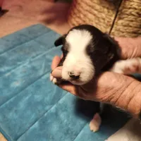 MG5, a female Border Collie for sale in Castle Rock, CO – Photo 1 of 10