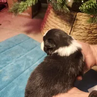 MG5, a female Border Collie for sale in Castle Rock, CO – Photo 2 of 10