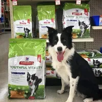 MG5, a female Border Collie for sale in Castle Rock, CO – Photo 6 of 10